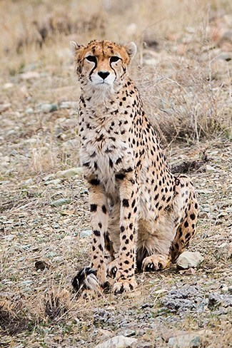 Acinonyx jubatus venaticus